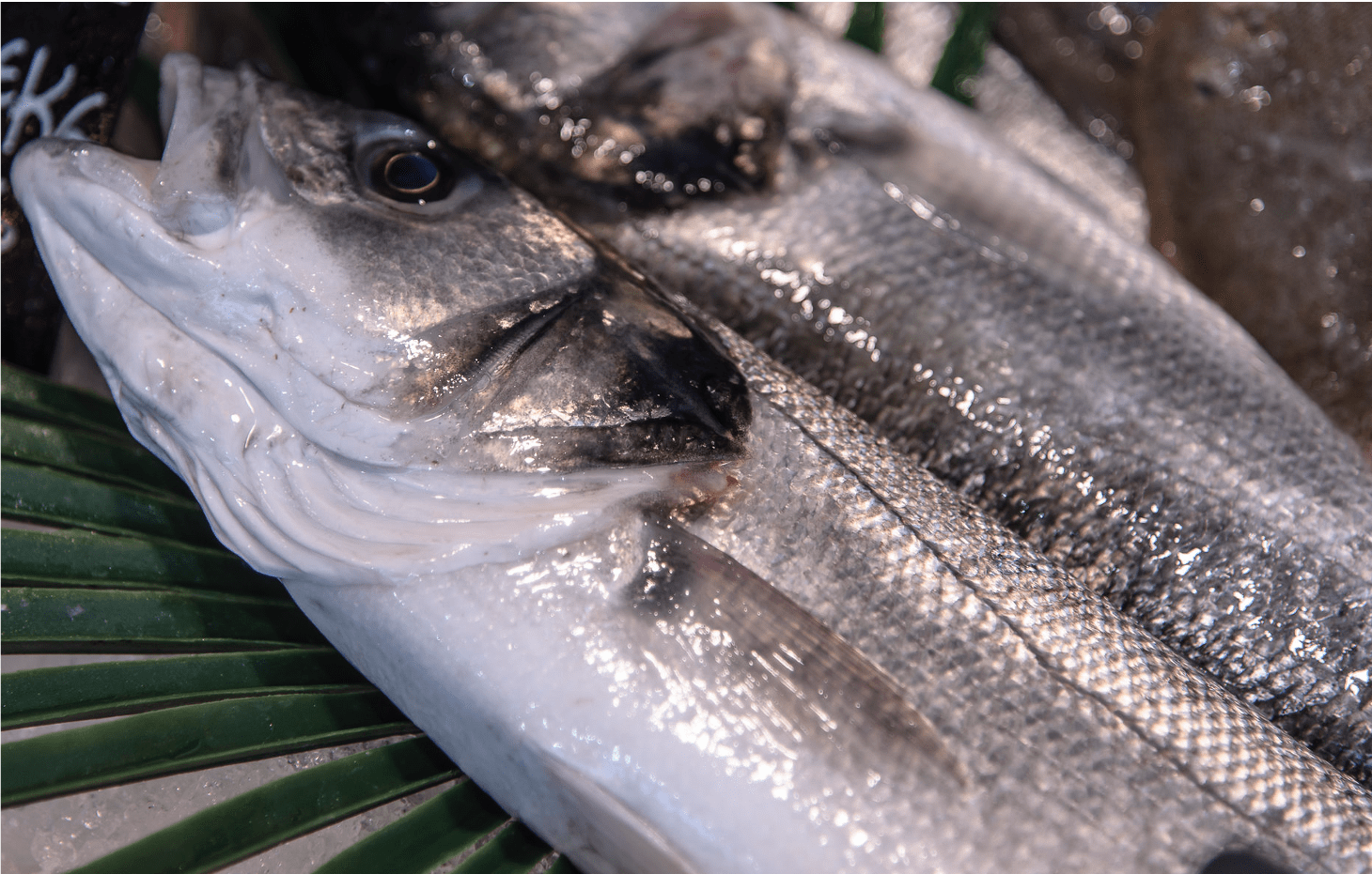 Plats cuisinés de poisson, traiteur de la mer | Les Entrées de la Mer